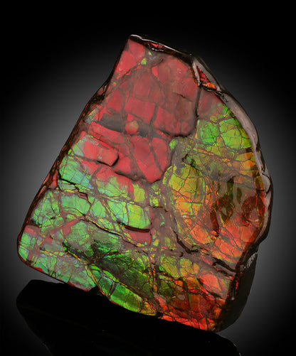 Natural Ammolite Fossil - Canada