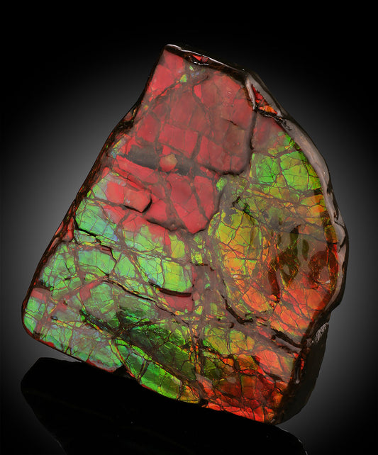 Natural Ammolite Fossil - Canada