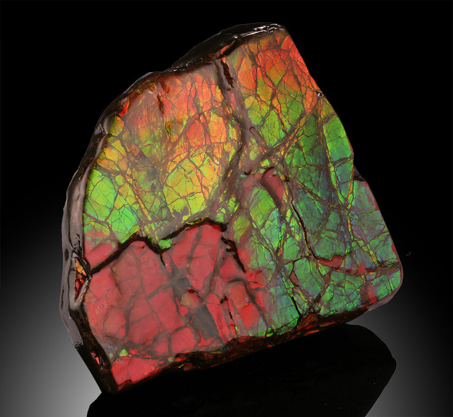 Natural Ammolite Fossil - Canada