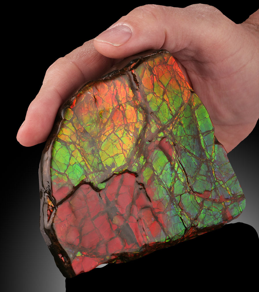Natural Ammolite Fossil - Canada
