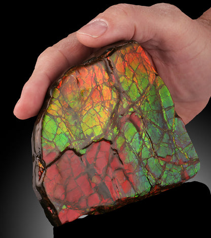 Natural Ammolite Fossil - Canada