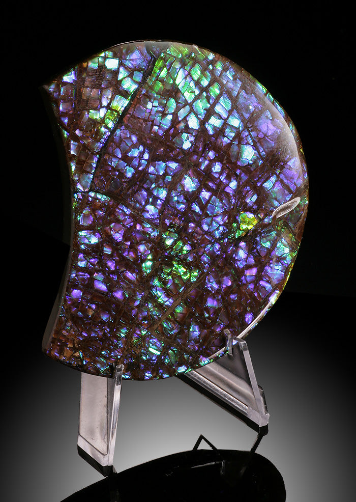 Natural Ammolite Crescent