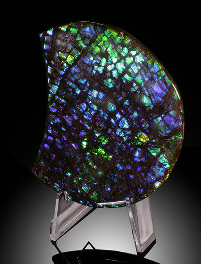 Natural Ammolite Crescent