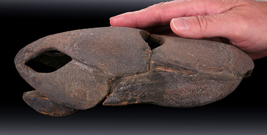 Large Placoderm Fossil (Armored Fish) – Daves Rock Shop