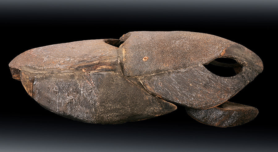 Large Placoderm Fossil (Armored Fish) – Daves Rock Shop