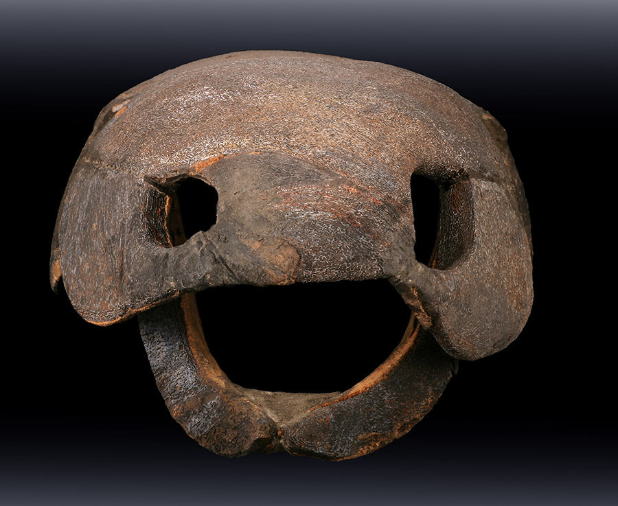 エンセオステウス　placoderm fish　化石 おまけ付き Large Placoderm Fossil (Armored Fish) – Daves Rock Shop