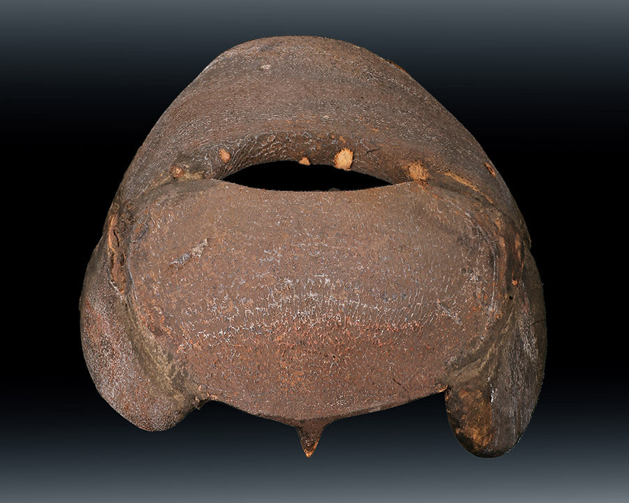 Large Placoderm Fossil (Armored Fish) – Daves Rock Shop