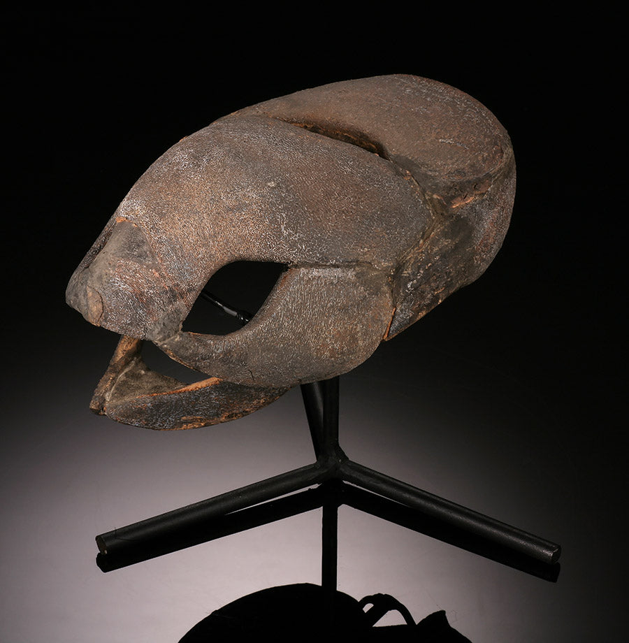 Large Placoderm Fossil (Armored Fish)