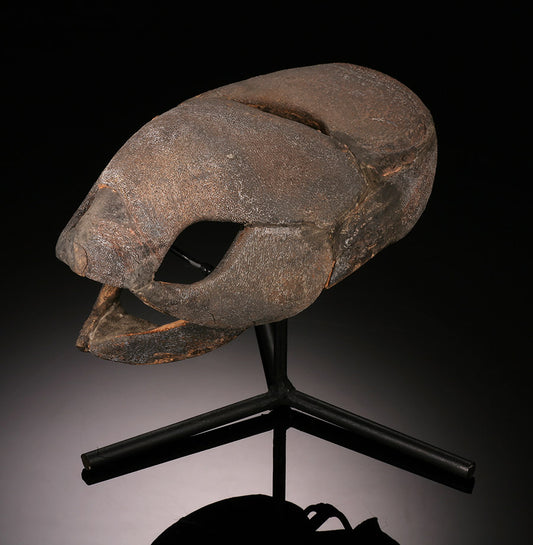 Large Placoderm Fossil (Armored Fish)