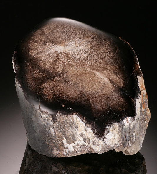 Petrified Wood - Washington State