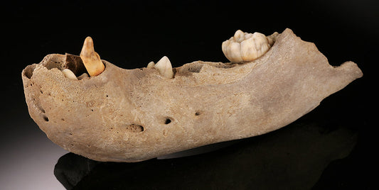 Juvenile Cave Bear Mandible w/ Canine