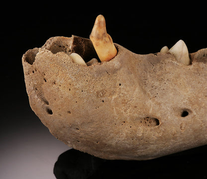 Juvenile Cave Bear Mandible w/ Canine