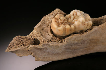 Juvenile Cave Bear Mandible w/ Canine