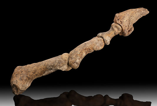 Cave Bear Digit w/ Claw