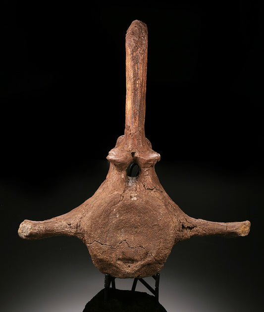 Triceratops Caudal Vertebra w/ Stand