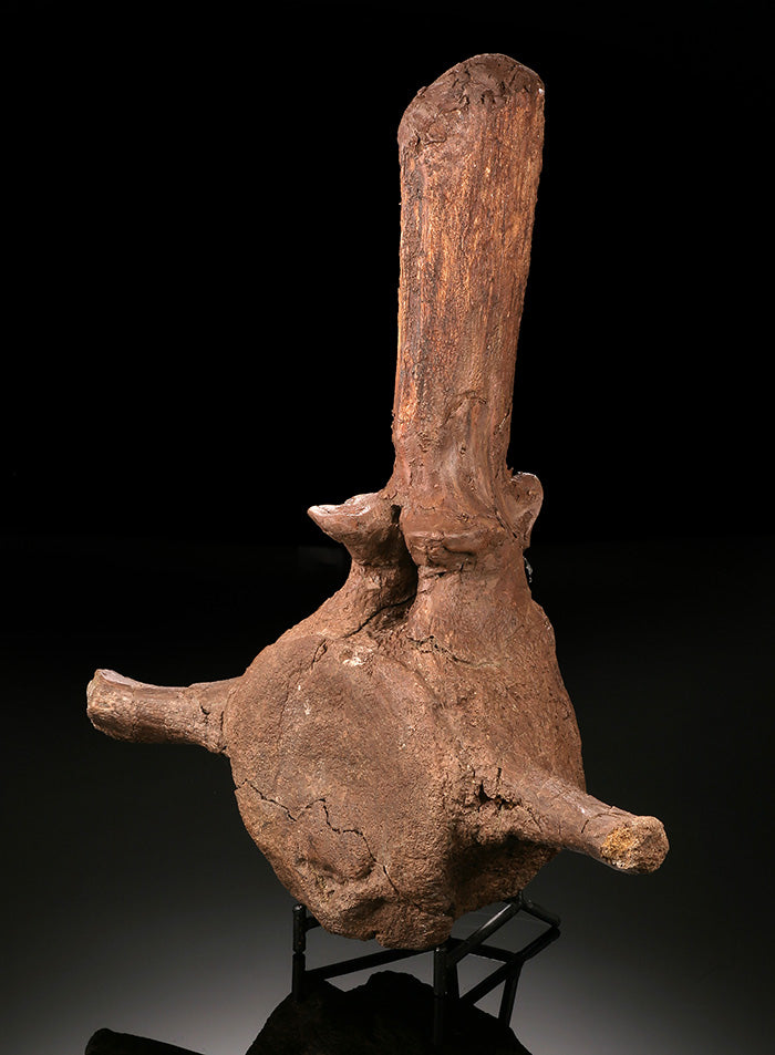 Triceratops Caudal Vertebra w/ Stand