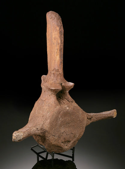 Triceratops Caudal Vertebra w/ Stand