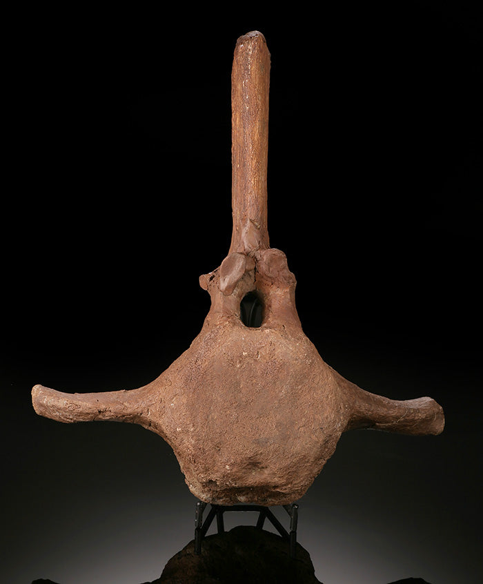 Triceratops Caudal Vertebra w/ Stand