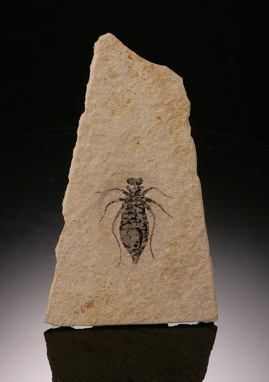 Dragonfly Larvae Fossil