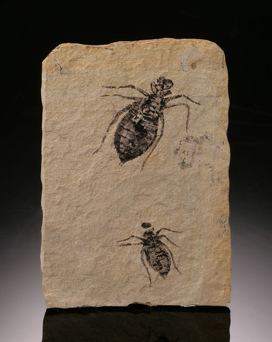 (2) Fossil Dragonfly Nymphs