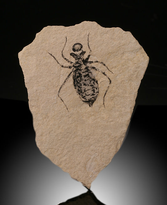 Dragonfly Larvae Fossil, Italy