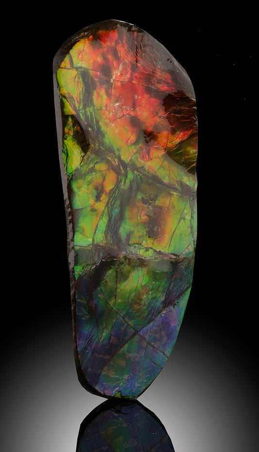 Ammolite