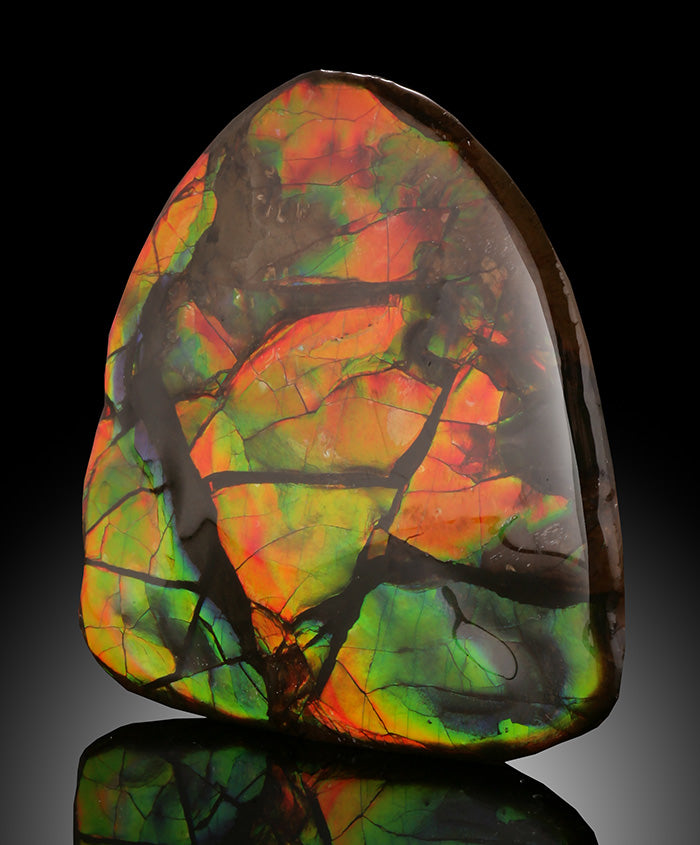 1-1/2" Ammolite from Canada