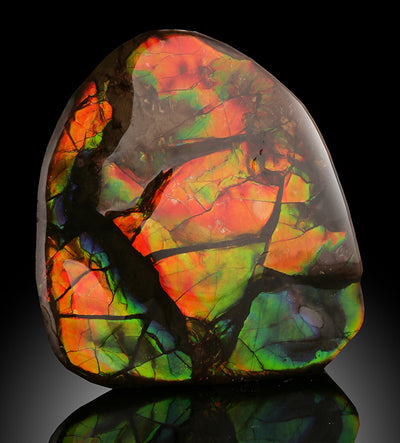 1-1/2" Ammolite from Canada