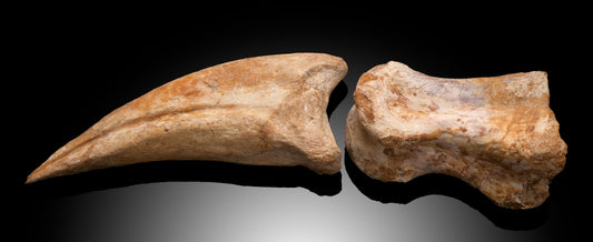 Spinosaurus Digit and Claw