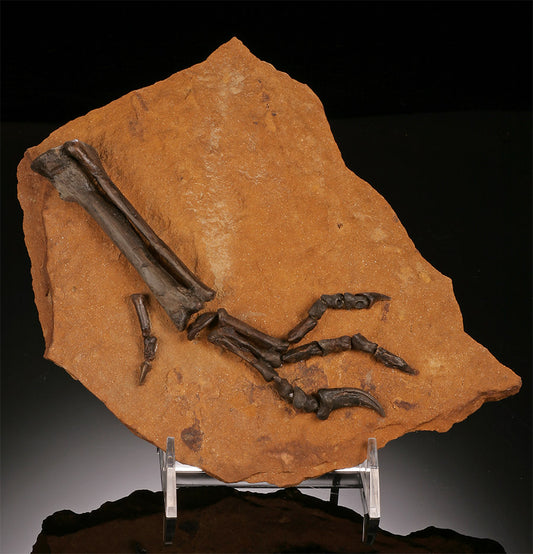 Complete Dromaeosaur Manus (Raptor Foot, w/ stand)