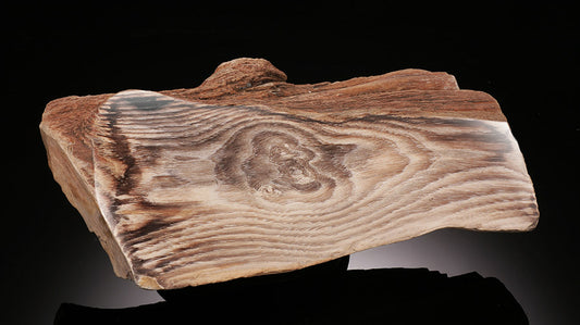 Washington Petrified Wood (Cypress)
