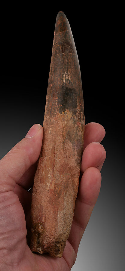 Large, Rooted Spinosaurus Tooth