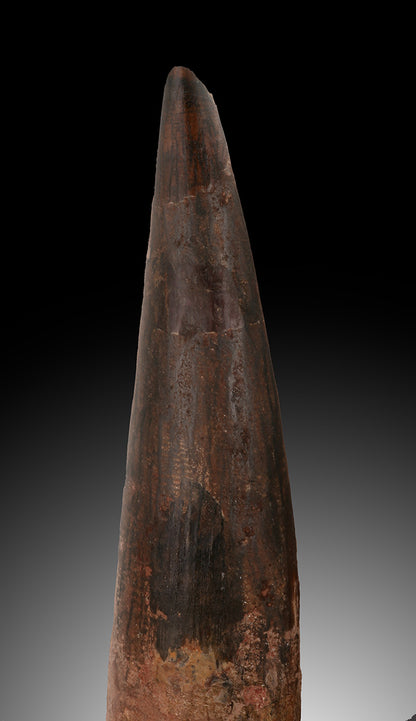 Large, Rooted Spinosaurus Tooth