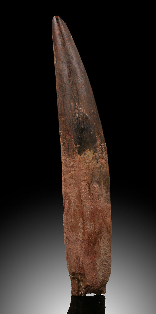 Large, Rooted Spinosaurus Tooth