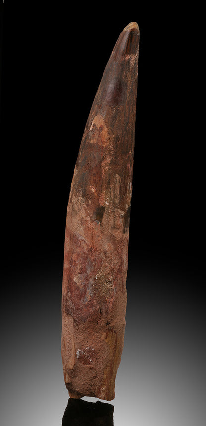 Large, Rooted Spinosaurus Tooth