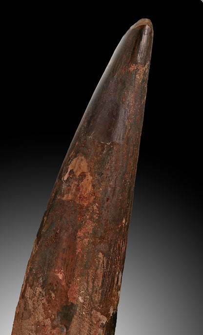 Large, Rooted Spinosaurus Tooth