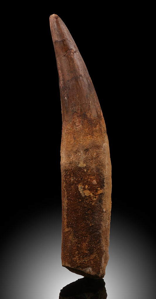 LARGE Spinosaurus Tooth - 7"