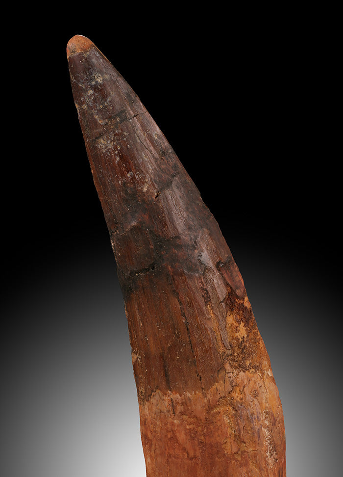 6" Spinosaurus Tooth - Morocco