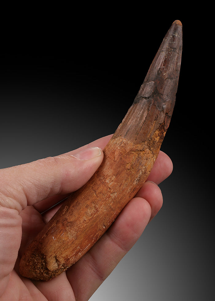 6" Spinosaurus Tooth - Morocco