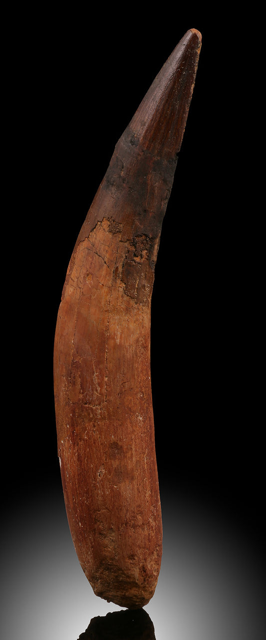 6" Spinosaurus Tooth - Morocco