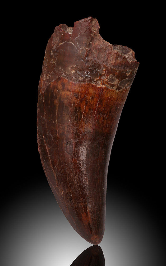 Carcharodontosaurus Pre-Max Tooth
