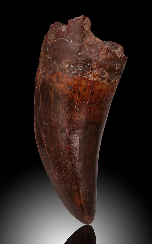 Carcharodontosaurus Pre-Max Tooth