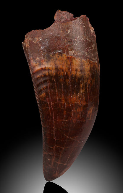 Carcharodontosaurus Pre-Max Tooth