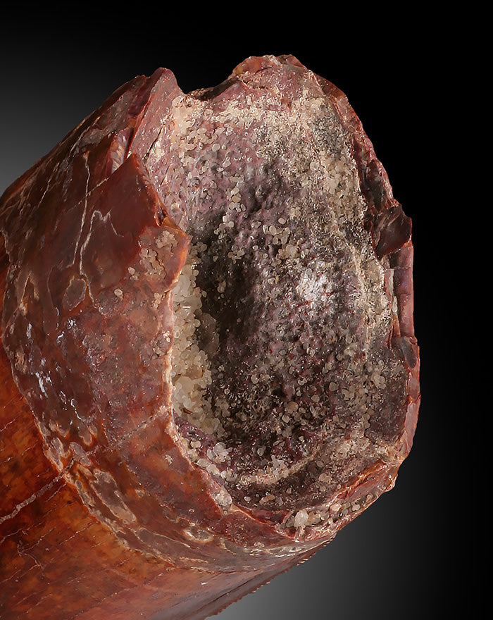 Carcharodontosaurus Pre-Max Tooth
