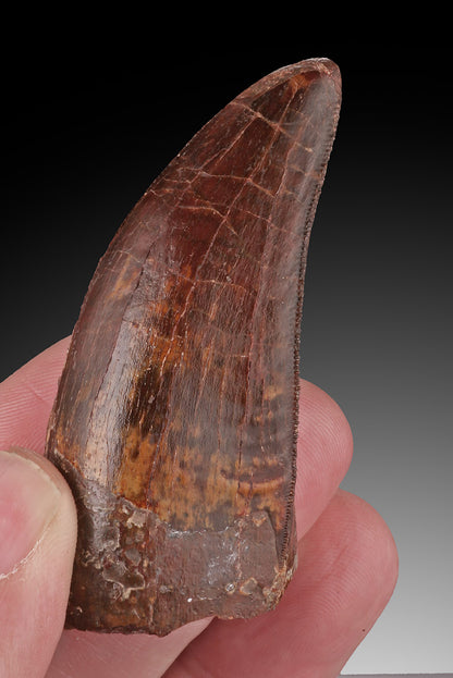 Carcharodontosaurus Pre-Max Tooth
