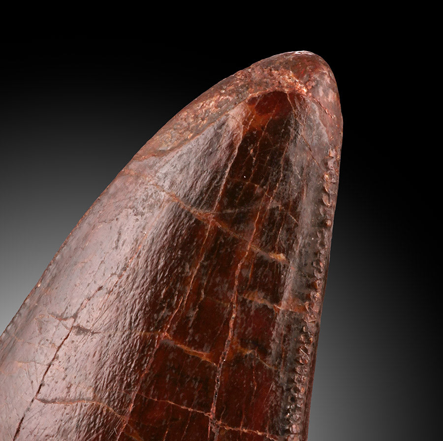 Carcharodontosaurus Pre-Max Tooth
