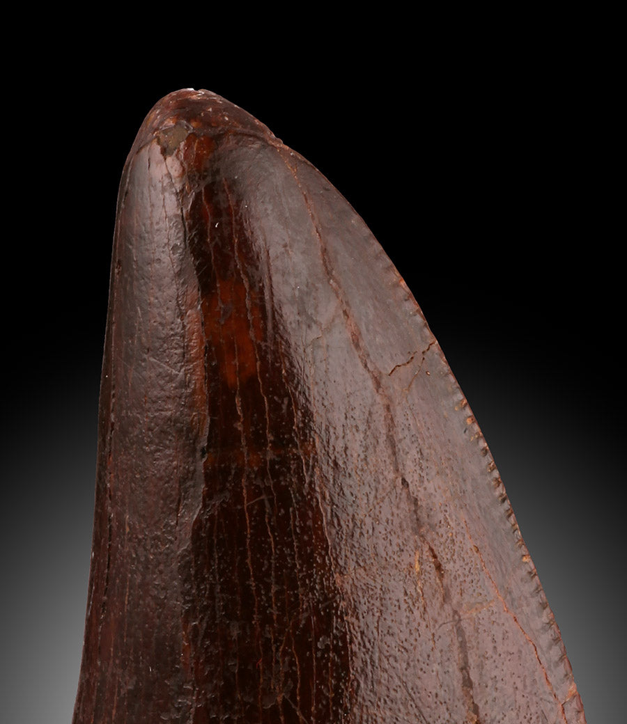 Carcharodontosaurus Pre-Max Tooth