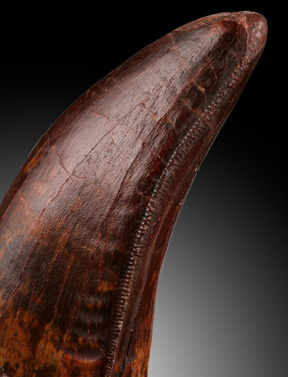 Carcharodontosaurus Pre-Max Tooth