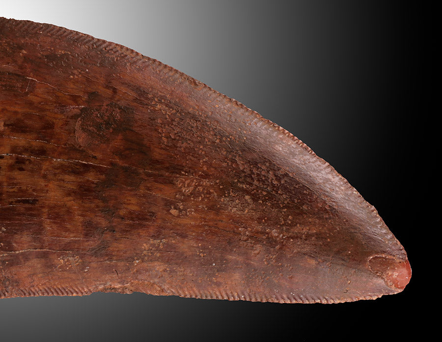 Cacharodontosaurus Tooth - Cretaceous, Morocco