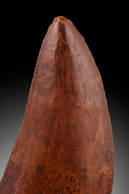 Cacharodontosaurus Tooth - Cretaceous, Morocco